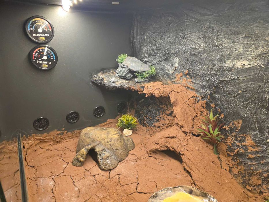 Gotowe terrarium 90x55x50cm + 2 Gekony Lamparcie samiczki