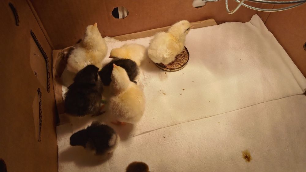 Kurki ,kochinki, karzełki leghorn