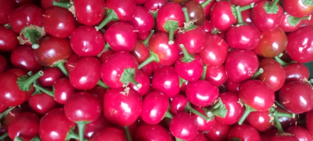Papryka ceresniowa ostra 1kg