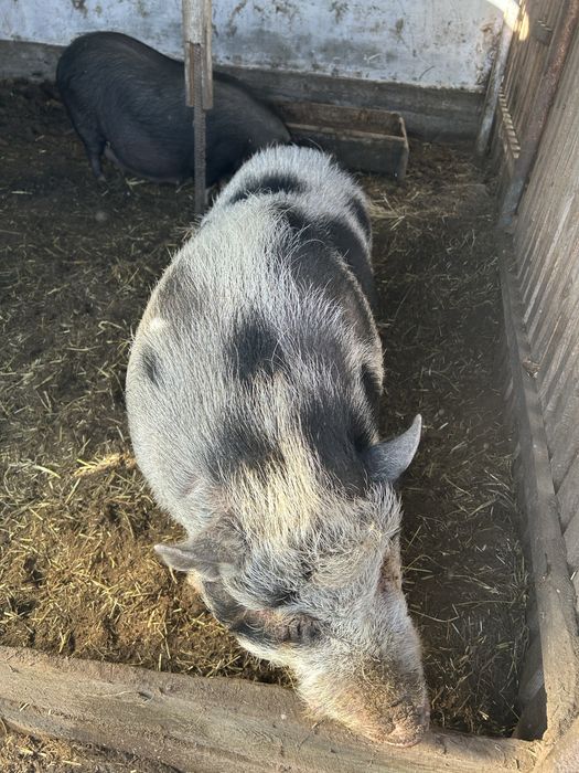 Продам вєтнамского кнура