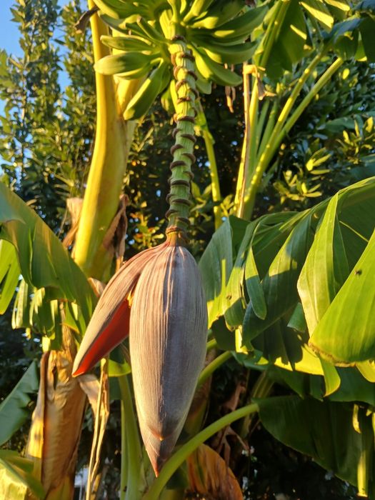 Bananeira da Madeira, costuma dar bananas uma duas vezes por ano.