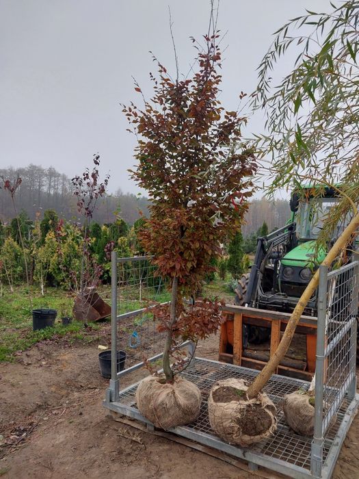 Grab pospolity, Carpinus betulus, na żywopłot