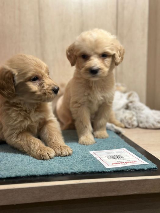 Лабродудли лабродудель голдендудль  от филіппінського пуделя китай