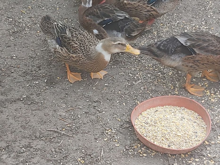 Vendo patos rouen