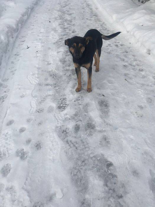 Собачка в добрі руки