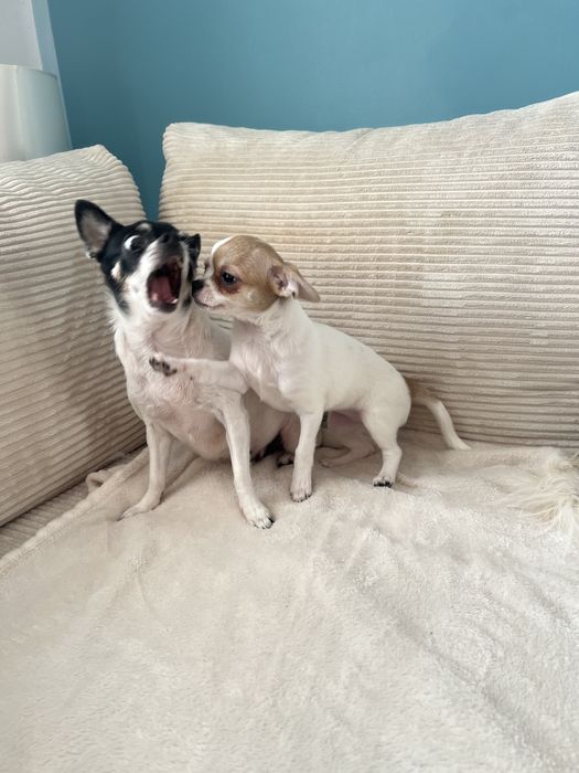 Chihuahua suczka  bialo beżowa  FCI/zkwp