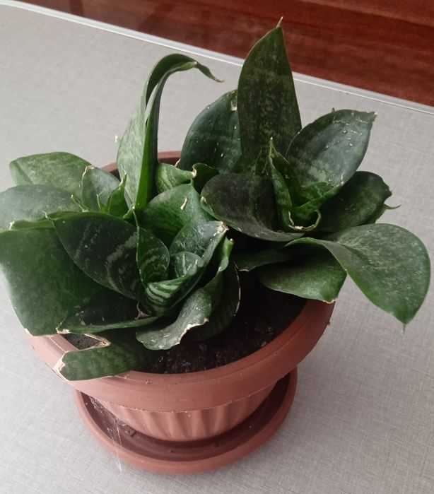 Кімнатні рослини. Сансев'єрія