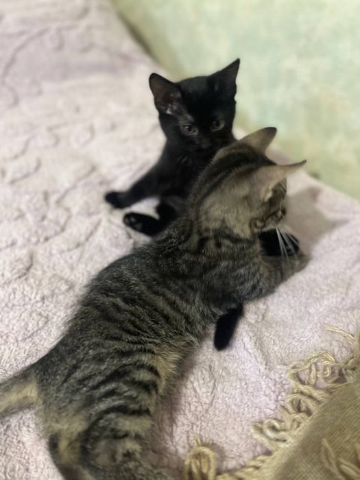Котята 2 месяца