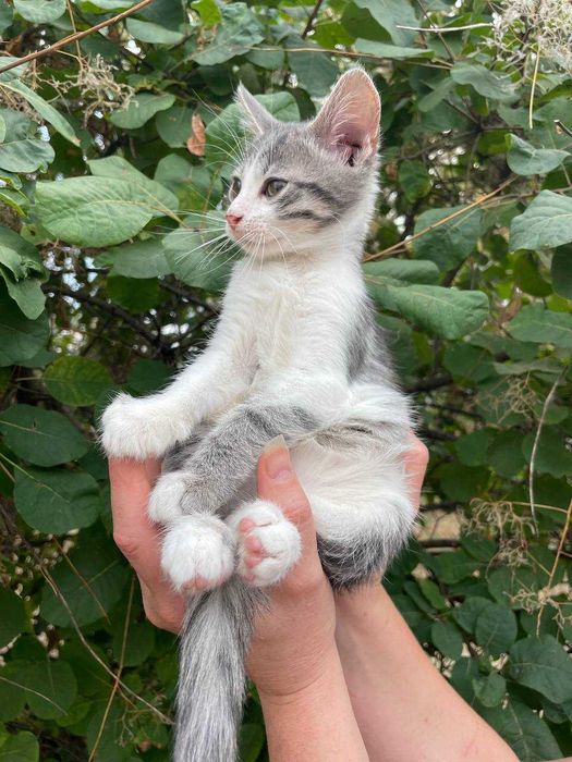 Кошеня, дівчинка, 2-2,5 міс. в пошуках сім'ї