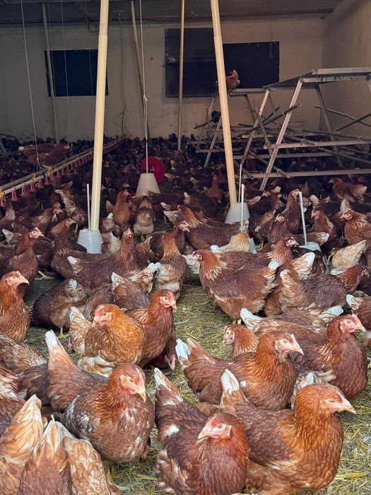 Nioski mode ZDROWE !! Kury 24 tyg Messa z Dowozem ! ZAPRASZAM !!