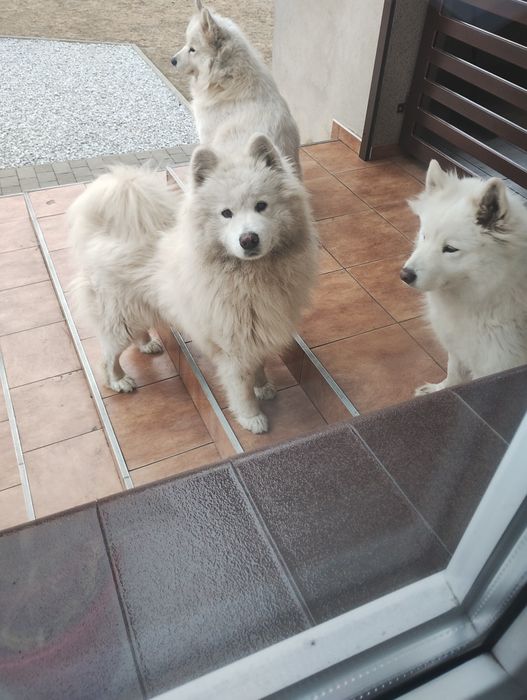 Samoyed szczenię
