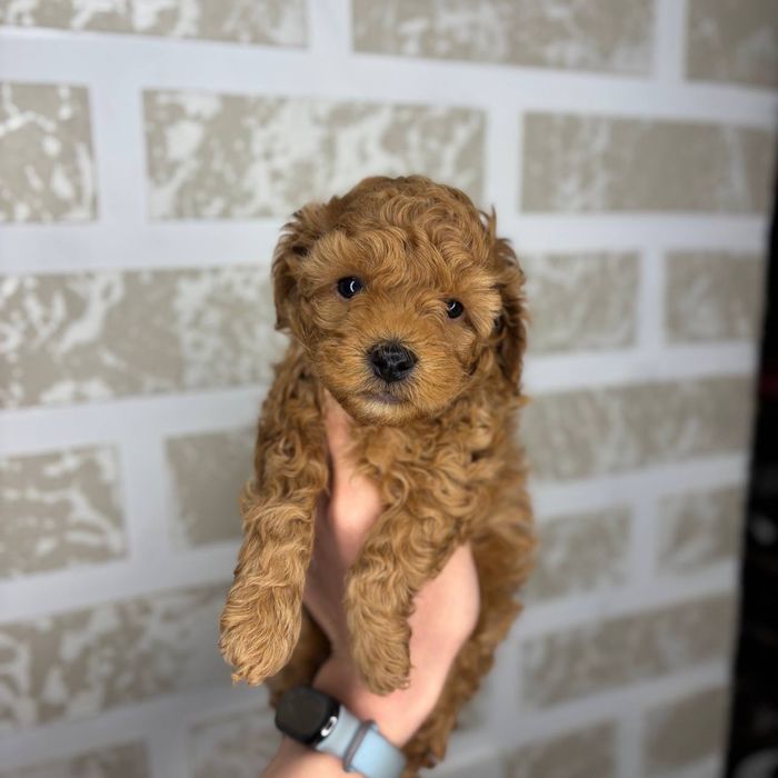 Мальтипу Нежность, которую хочется обнимать