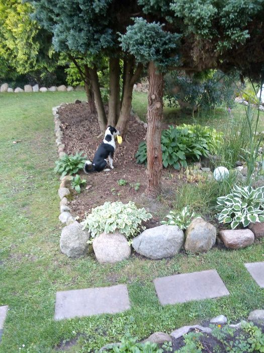 Działka ROD w Regnach