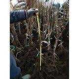 Саженцы отводки и привой фундука