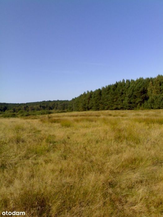 Okazja, Leśna polana nad morzem