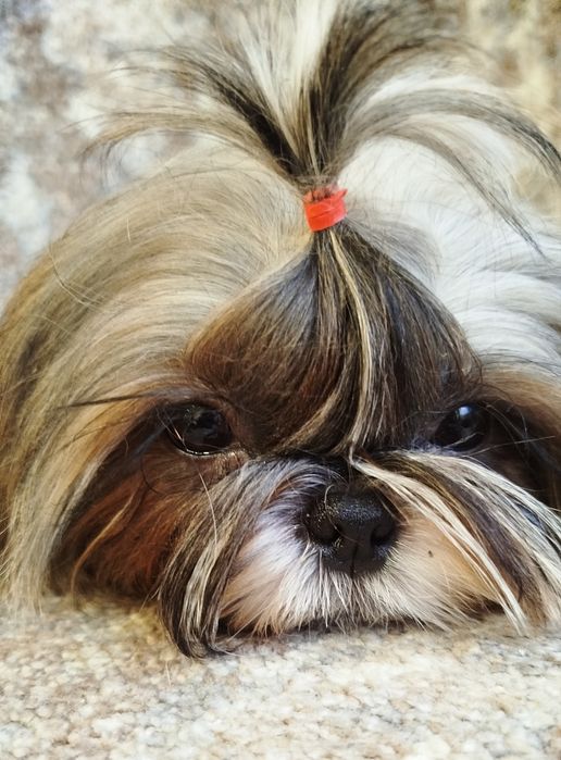 Красотка Vicky -ши-тцу