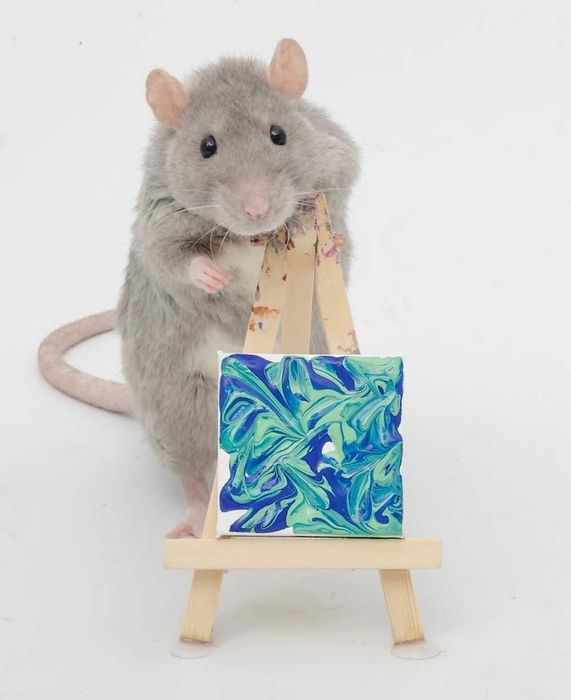 Ручные крыски дамбо и стандарт разных окрасок от 35 дней