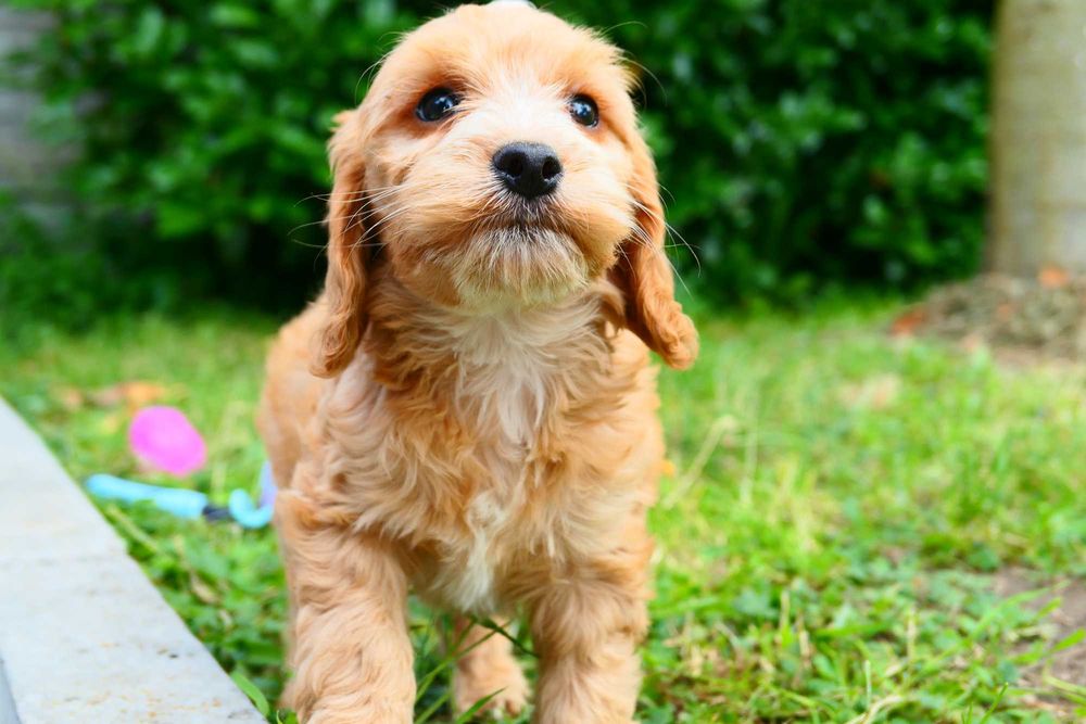 Cockapoo- Piękna zdrowa suczka- Badania Genetyczne!