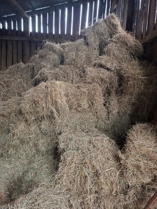 Sprzedam siano,kostka,ok.100szt.