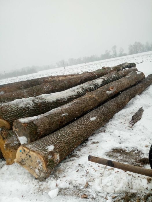 Dąb tartaczny sprzedam