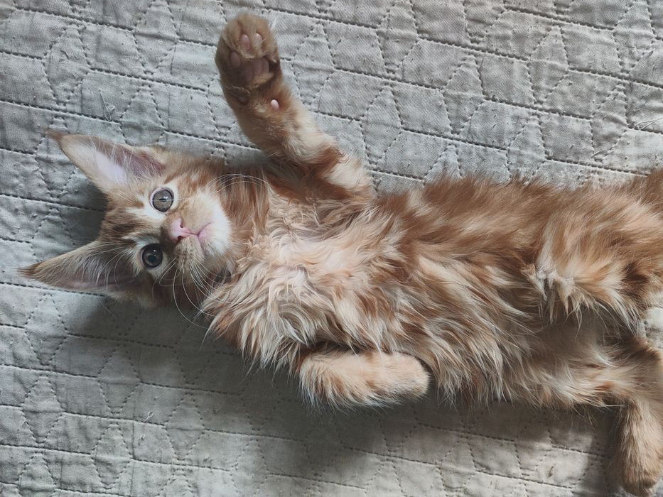 Рыжий красавчик Мейн Кун.