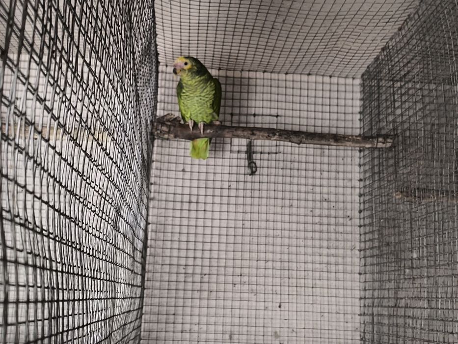 Papagaio Xanthops