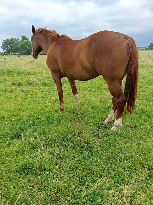 Продається лошиця