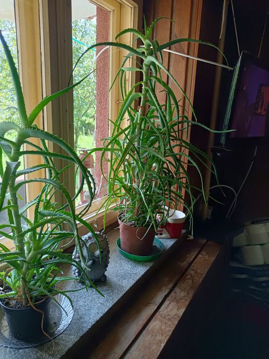 Aloes leczniczy doniczkowy.