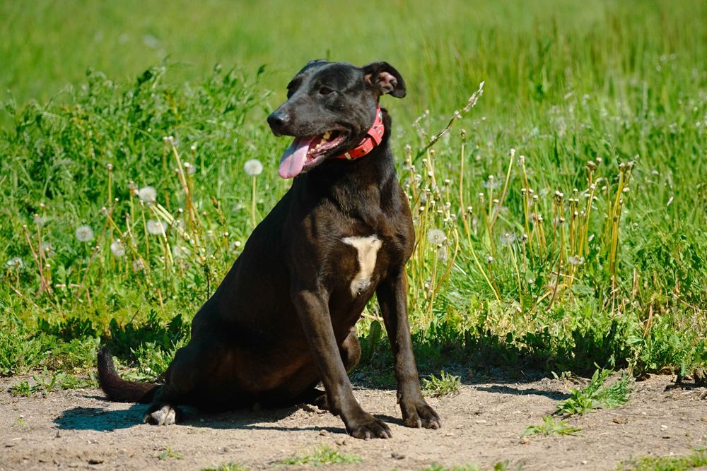 NENA - śliczna sunia w typie labrador
