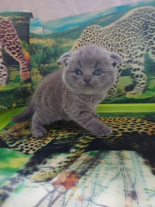 Скоттіш фолд блакитний