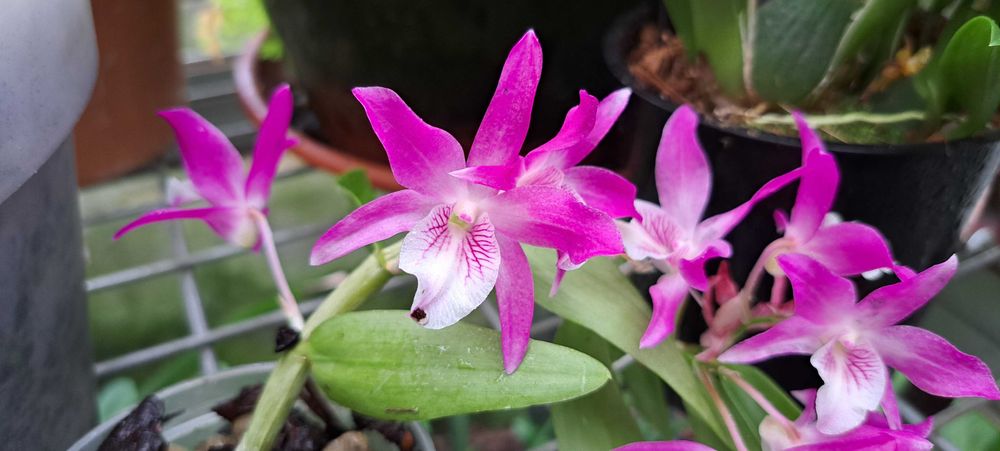 Vendo orquidea 
Dendrobium Stardust Rainbow Dance