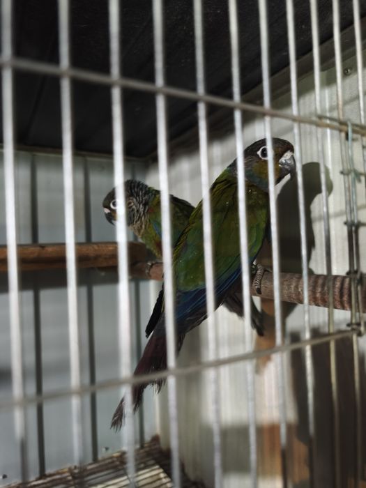 Casal de Pyrruras perlata