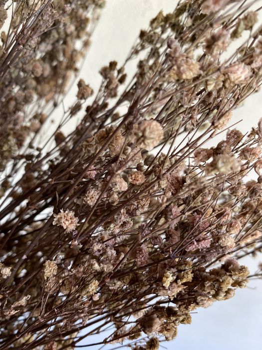 Гіпсофіла стабілізована темна пудра