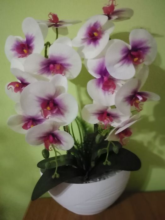 Storczyk na różne okazje