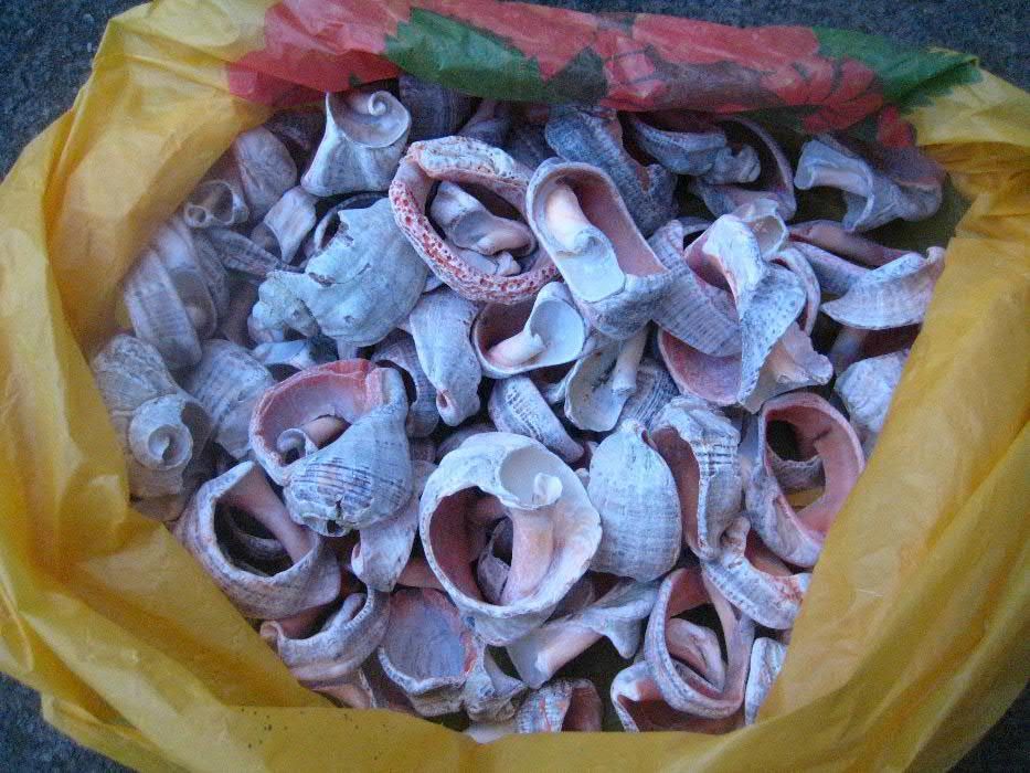 Продам морские ракушки.