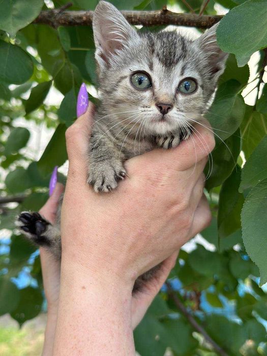 Кошеня Компот, 1,5 місяці, в пошуках дому.
