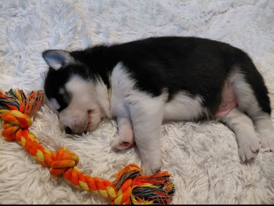 Siberian husky sprzedam