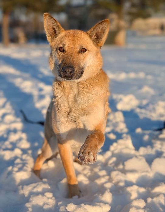 Bianka - łagodna suczka do adopcji, spokojna, zgodna z psami