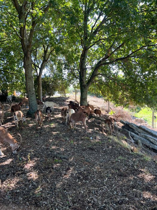 Cabras e cabritas b4