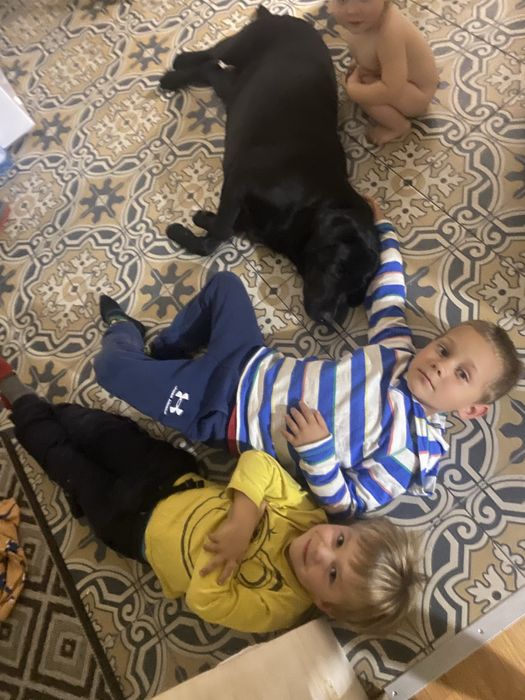 Лабрадор віддамо в добрі руки