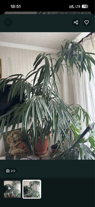 Фікус Бенедикта 1.8 м