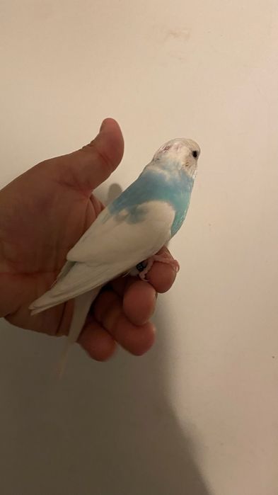 Fantastico Periquito domesticado - baixa de preço