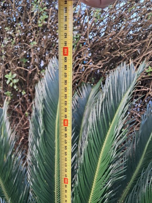 Sica (palmeira) de jardim crescida, lindíssima.