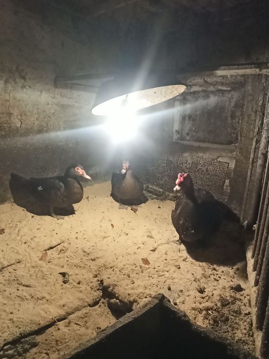 Інкубаційне качине яйце