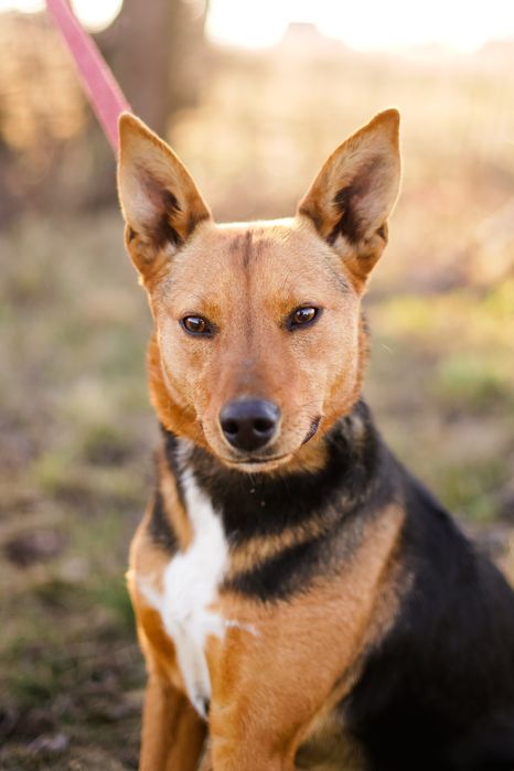 Собака шукає сімʼю в добрі руки