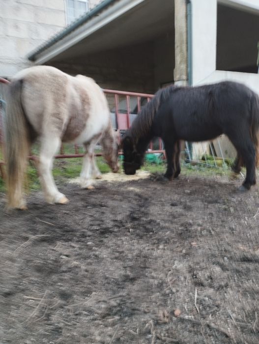 Troco casal de pôneis