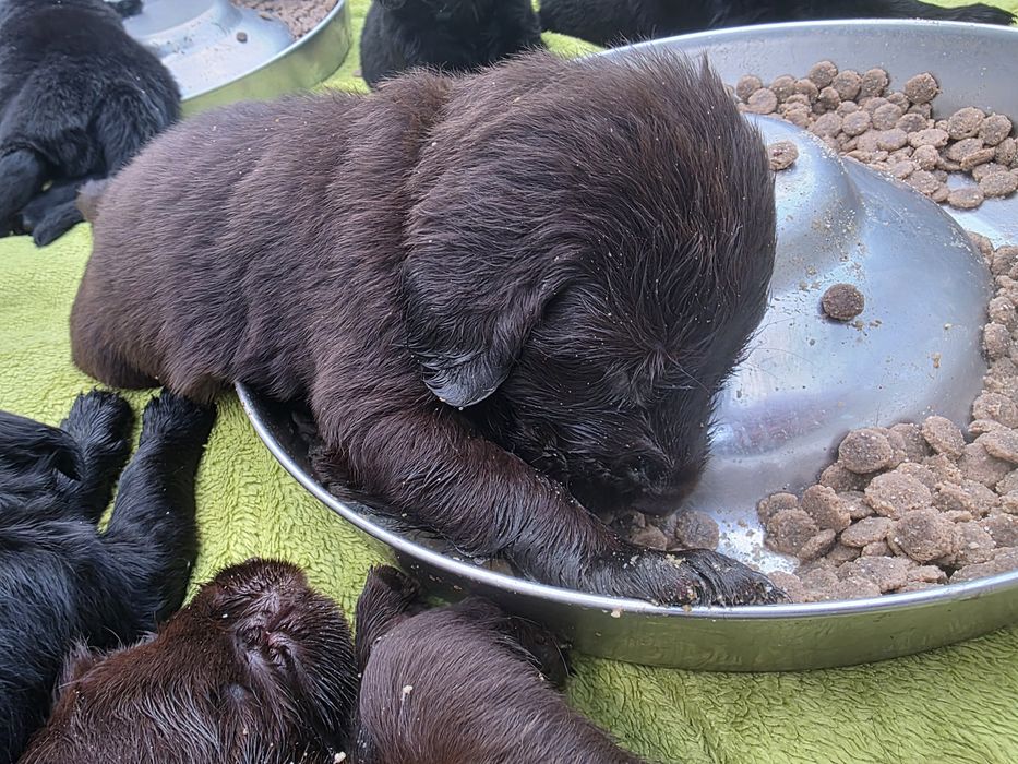 Flat Coated Retriever  suka