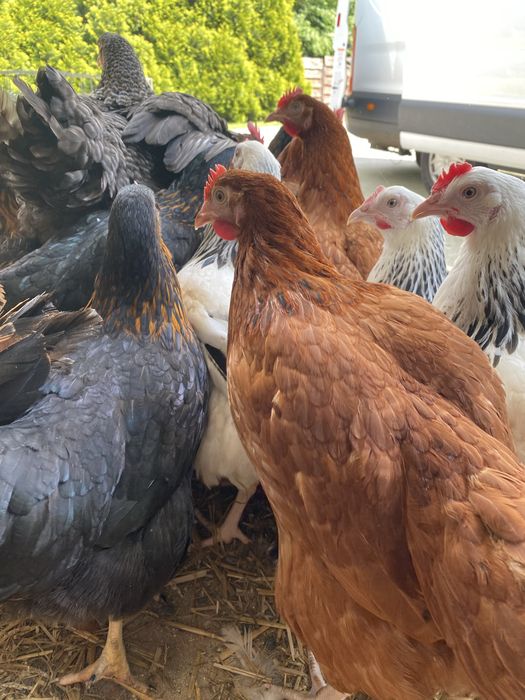 Kury nioski, kury młode