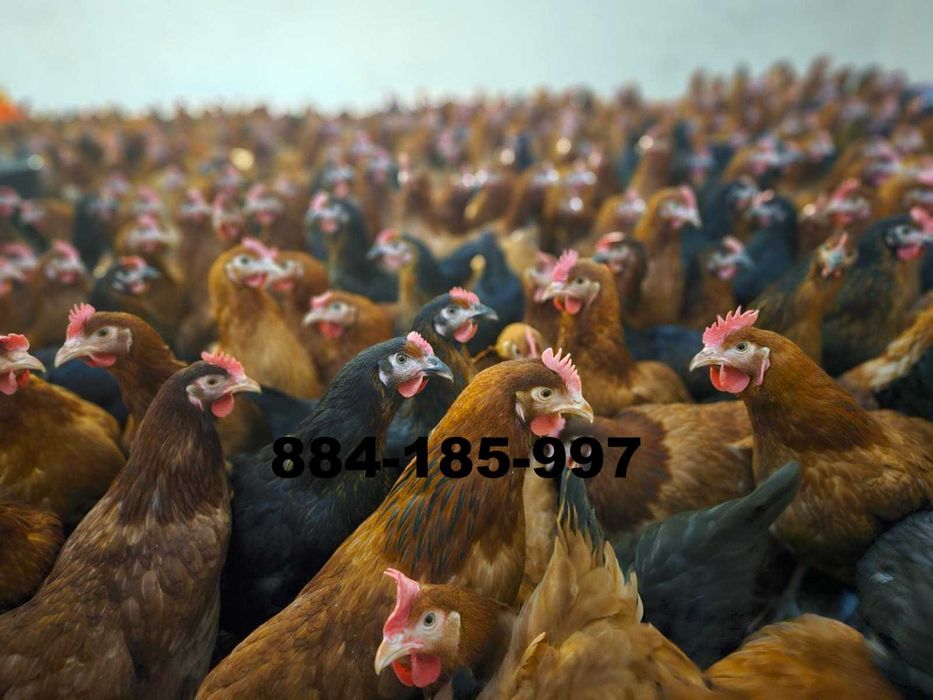 Młode nioski odchowane Rosa kurki z jajkiem dowóz Gratis