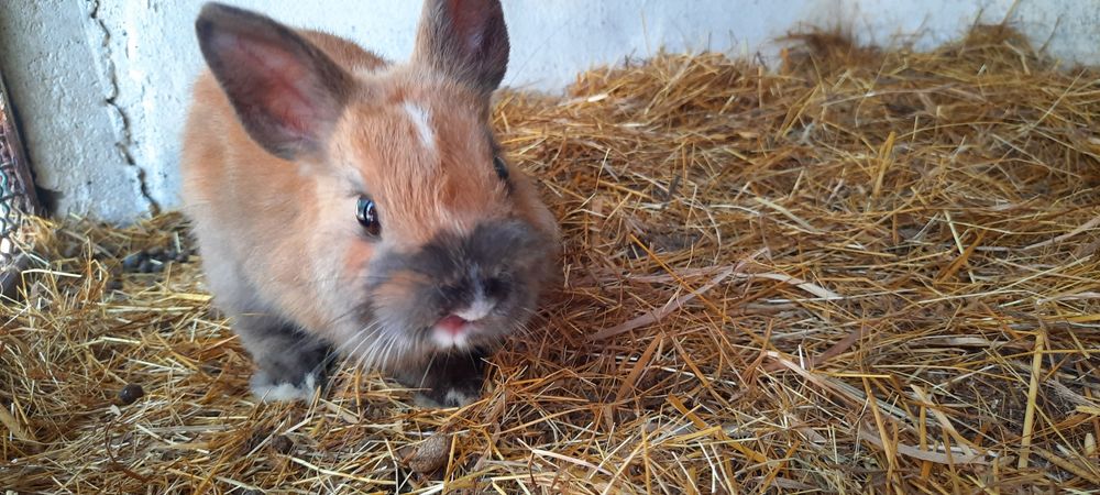 Ceolhos Anao Holandes/netherland Dwarf